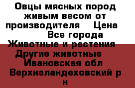 Овцы мясных пород живым весом от производителя. › Цена ­ 110 - Все города Животные и растения » Другие животные   . Ивановская обл.,Верхнеландеховский р-н